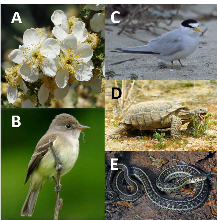 [A] Arizona Cliffrose (endangered), [B] Southwestern Willow Flycatcher (endangered), [C] California Least Tern (endangered), [D] Desert Tortoise (threatened), and [E] Northwestern Mexican Gartersnake (threatened)