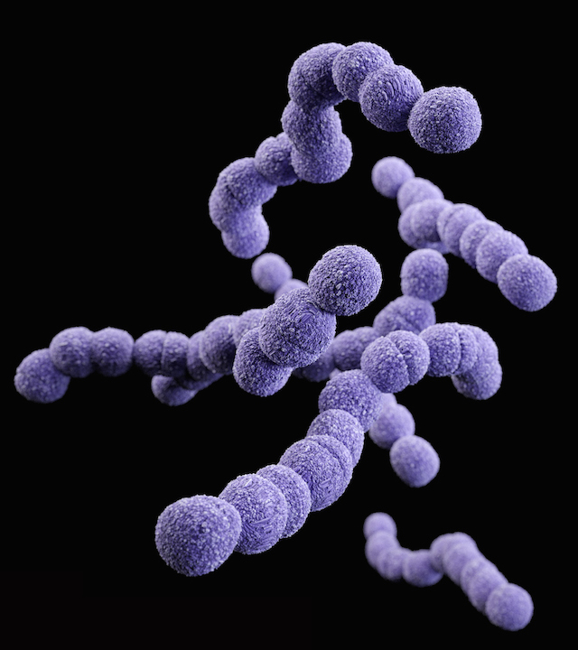 Streptococcus Agalactiae Illustration