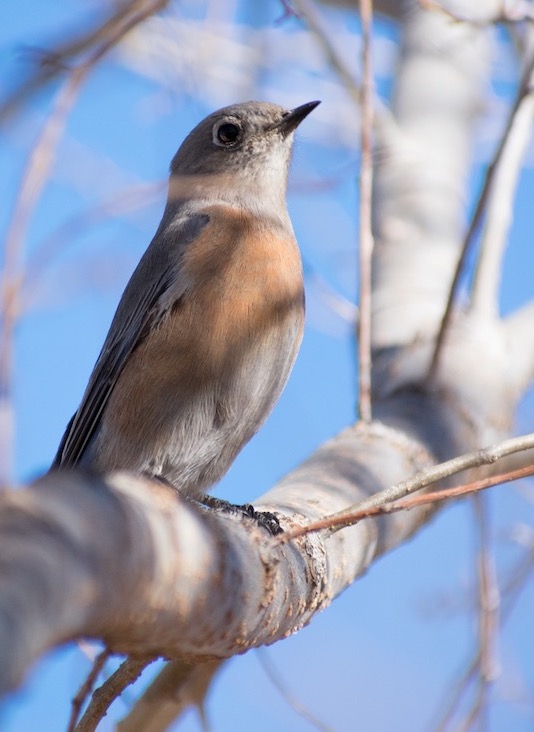 Bird Picture