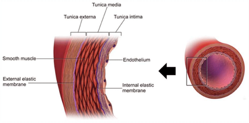 Vasculature Picture