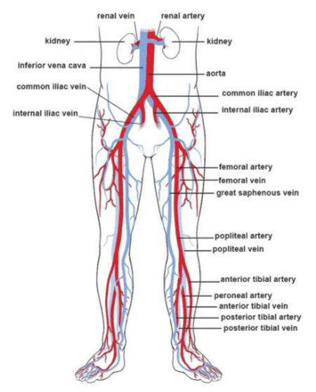 Diagram of the peripheral arterial system