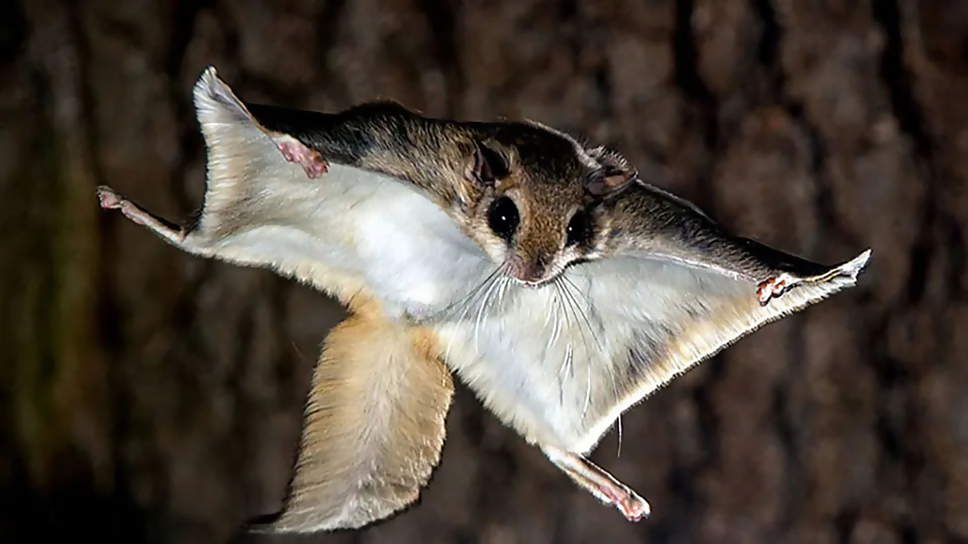 Flying-Squirrel Image